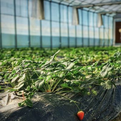 Hydroponisch bloesemsysteem in staalstructuur Float Glass Greenhouse met aanpassing