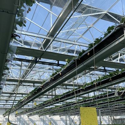 Hydroponisch bloesemsysteem in staalstructuur Float Glass Greenhouse met aanpassing