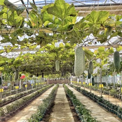 Hydroponisch bloesemsysteem in staalstructuur Float Glass Greenhouse met aanpassing