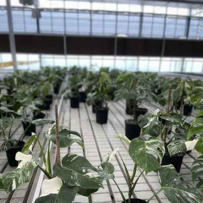 Commerciële kassen, aangepast type a-hydroponisch voor bloemenverbouwing en landbouw
