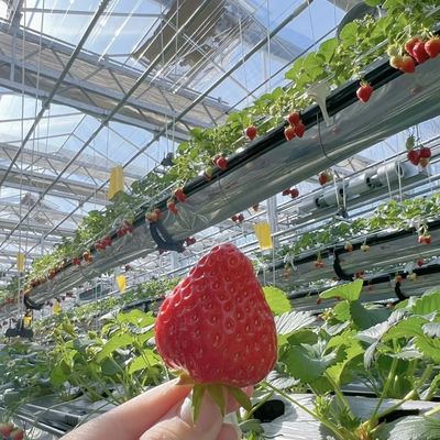 Grote staalconstructie druppelbewatering Glaskas voor bloemen en groenten