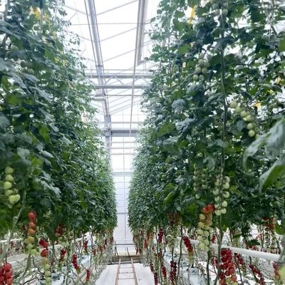 Doppellagig glas kas hydroponisch systeem voor bloemenverbouwing 30 dagen terugbetaling