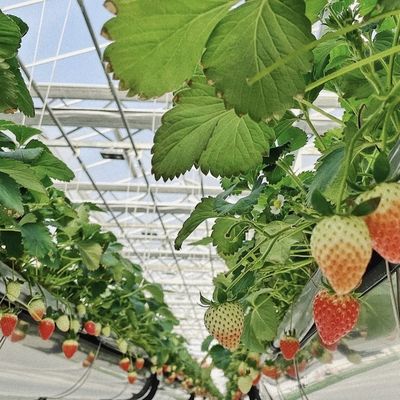 Multi-systeem glazen kas voor bloemen Aanpassing op uw specificaties