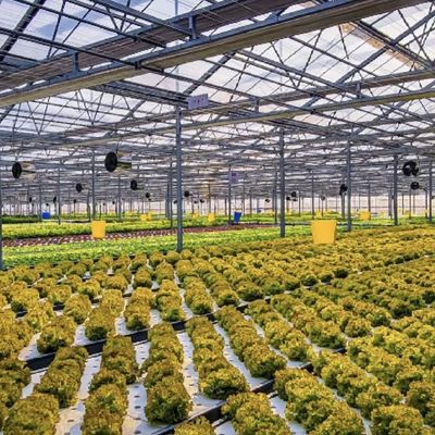 Multi-systeem glazen kas voor bloemen Aanpassing op uw specificaties