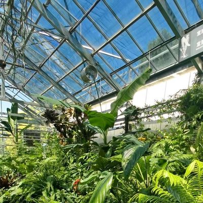 80.000kg Pakket Bruto Gewicht Druppelbewatering Glas kas met groenten