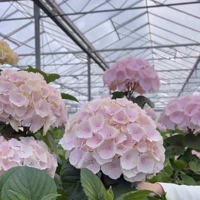 Float glas kas voor groenten Multi Span ontwerp Op maat gemaakte aanvraag aanvaard