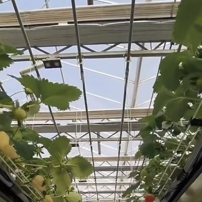 Grote schaduwscherm glas kas hydroponisch systeem voor optimale teelt