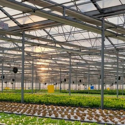 Tipe dakglas commerciële kas hydroponische installatie voor het hele jaar door beschikbaar