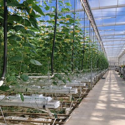 Tipe dakglas commerciële kas hydroponische installatie voor het hele jaar door beschikbaar