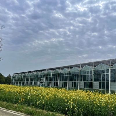 Eerste betaling Chinese oorsprong Glaskas met hydroponisch systeem Multi Span