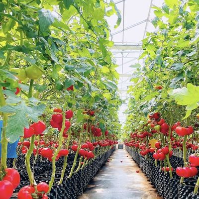Eerste betaling Chinese oorsprong Glaskas met hydroponisch systeem Multi Span