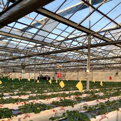 Eerste betaling Chinese oorsprong Glaskas met hydroponisch systeem Multi Span