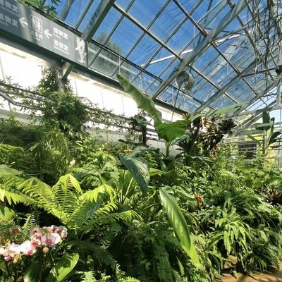 Eerste betaling Chinese oorsprong Glaskas met hydroponisch systeem Multi Span