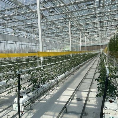 Groente- en groentenkasten van glas met hoge lichtdoorlaatbaarheid Teruggave van restituties Tot 30 dagen