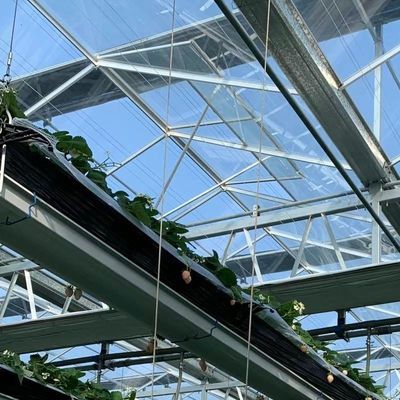 Grote glazen kassen De perfecte omgeving voor de hydroponische groenteverbouwing