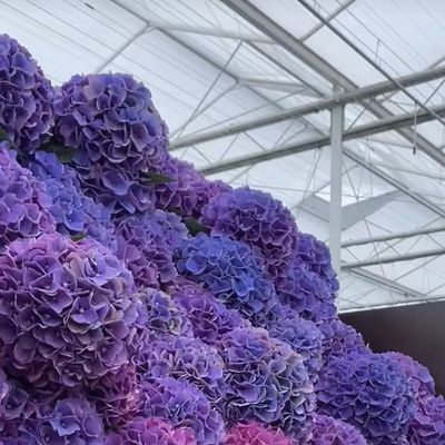 80.000kg brutogewicht Doppellagig glas kas Hydroponisch voor groentenverbouwing