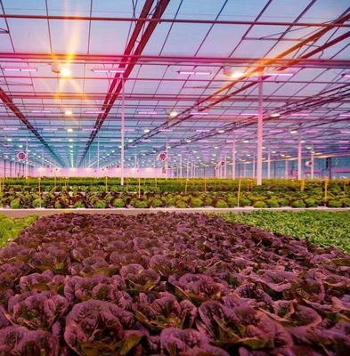 US Float Single Span Greenhouse voor groenten/fruit/bloemen en restitutie