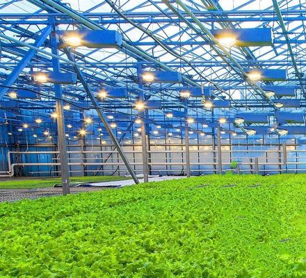 US Float Single Span Greenhouse voor groenten/fruit/bloemen en restitutie