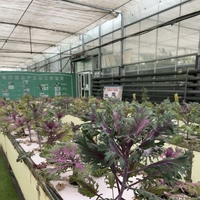 Doppellagig glas kashydroponisch systeem met integratie van multi-span technologie