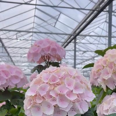 Moderne glazen hydroponische groentesysteem met meerdere spanning voor de markt