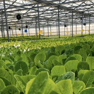 Moderne glazen hydroponische groentesysteem met meerdere spanning voor de markt