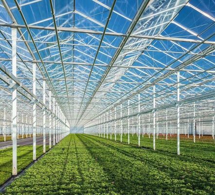 Staalstructuur Venlo Hydroponics Groei Systeem voor Hydroponic Groente Teelt