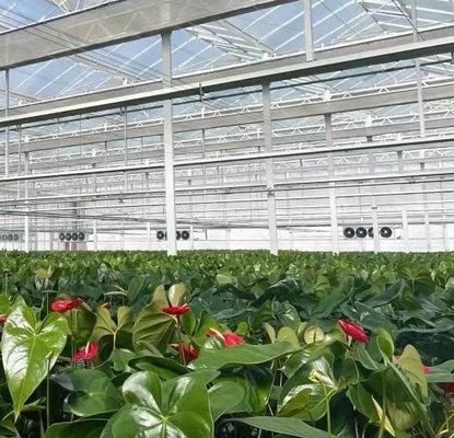 Staalstructuur Venlo Hydroponics Groei Systeem voor Hydroponic Groente Teelt