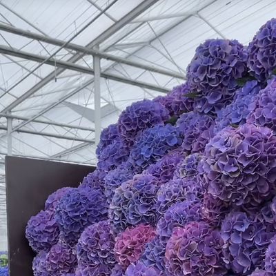 Innovatief ontwerp en innovatieve hydroponische glazen kas voor de teelt van groenten