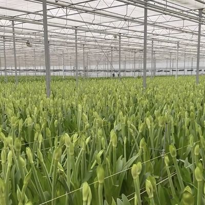 Hydroponisch groeisysteem Glaskas voor dubbellagerdakvormig dak