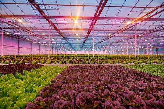 80.000kg Pakket Grossgewicht Glaskas met hydroponica en verzendkosten
