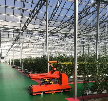 Doppelschijvergroenteboerderij met drupbelbewatering en staalstructuur
