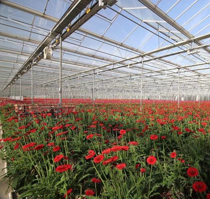 Doppelschijvergroenteboerderij met drupbelbewatering en staalstructuur