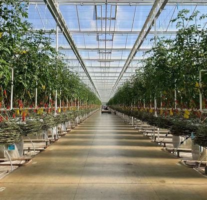 Doppelschijvergroenteboerderij met drupbelbewatering en staalstructuur