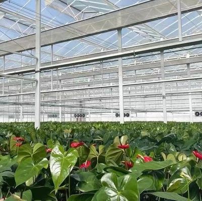 Doppelschijvergroenteboerderij met drupbelbewatering en staalstructuur