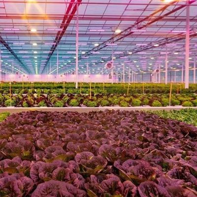 Typ Roof Hydroponics Growing System Geschikt voor de vereisten van uw klant