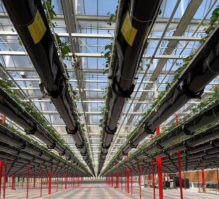 Teeltmethode Hydroponie VS Gereguleerde glazen kas voor groenten/bloemen/vruchten